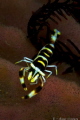   Periclemenes cornutus  
